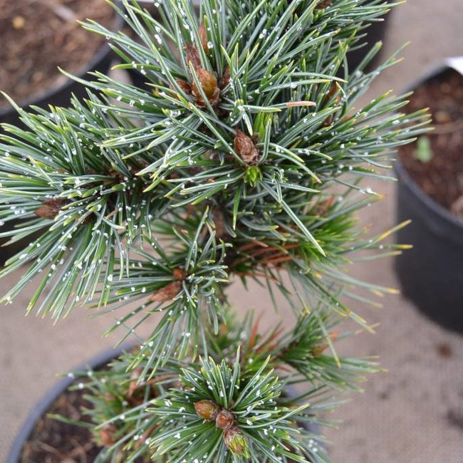 Pinus aristata