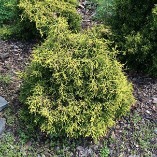 Chamaecyparis obtusa 'Gitte'