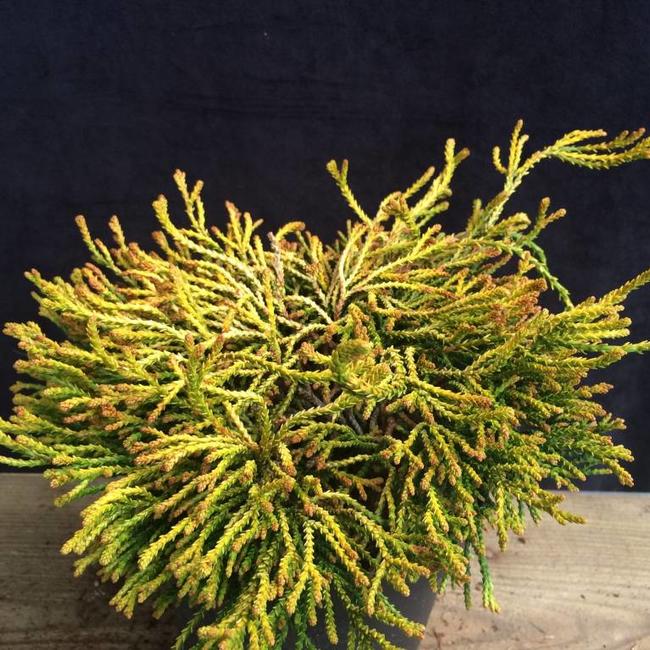 Chamaecyparis obtusa 'Gitte'