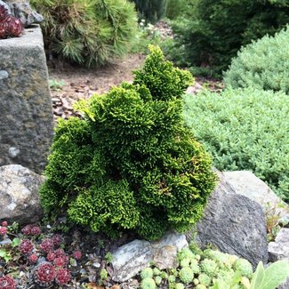 Chamaecyparis obtusa 'Contorta'