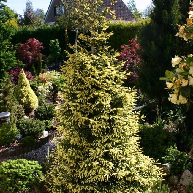Picea orientalis 'Aurea Compacta'