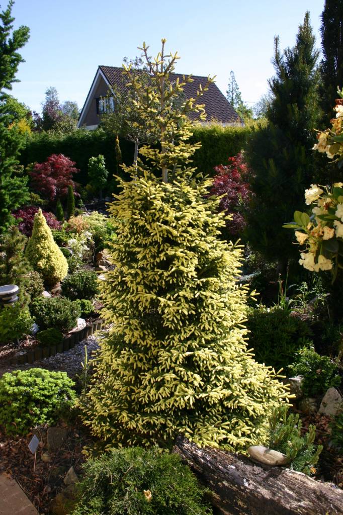 Picea orientalis 'Aurea Compacta' Herman Geers