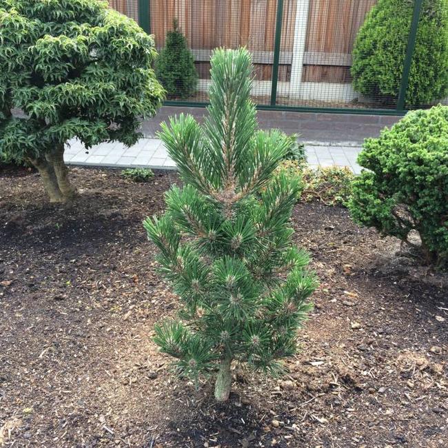 Pinus thunbergii 'Kotobuki'