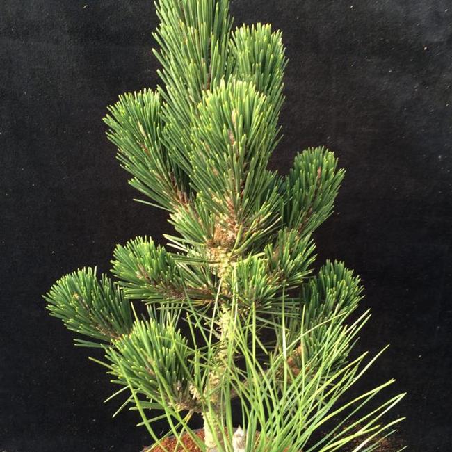 Pinus thunbergii 'Kotobuki'