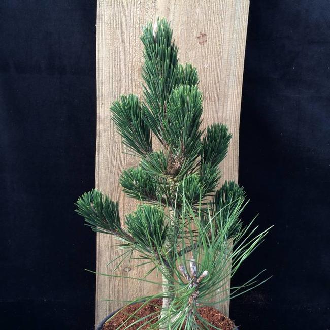 Pinus thunbergii 'Kotobuki'