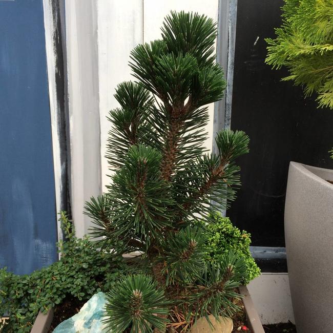 Pinus thunbergii 'Kotobuki'