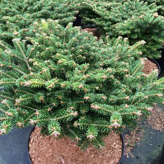 Abies nordmanniana 'Barabits Compact'