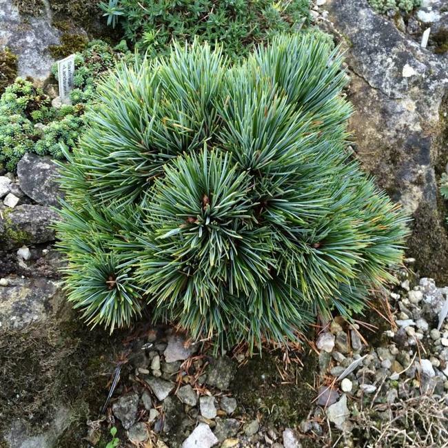 Pinus koraiensis 'Spring Grove'
