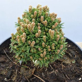 Pinus mugo 'Zwergkugel'