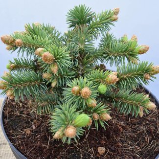 Picea pungens 'T. Aukee'