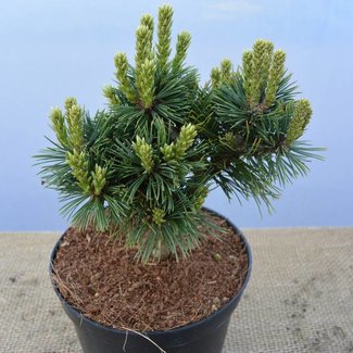 Pinus flexilis 'WB SDL # 2'