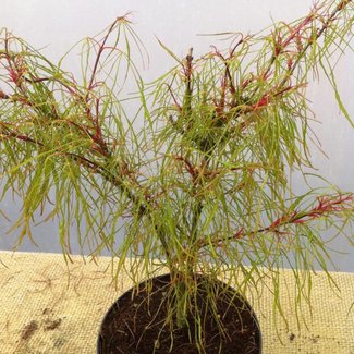 Acer palmatum 'Fairy Hair'