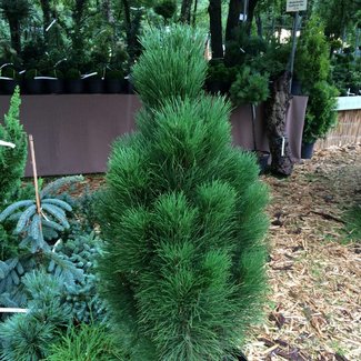 Pinus nigra 'Green Tower'