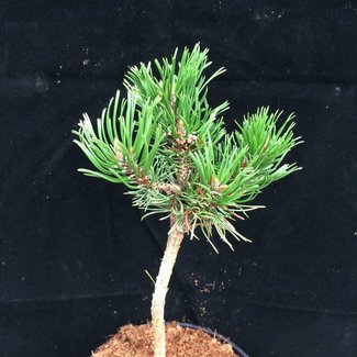 Pinus densiflora 'Edsal Wood'