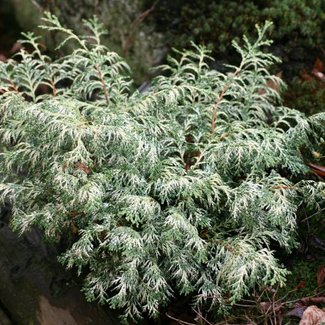 Chamaecyparis obtusa 'Mariesii'