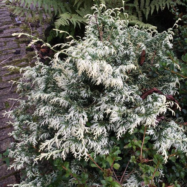 Chamaecyparis obtusa 'Mariesii'