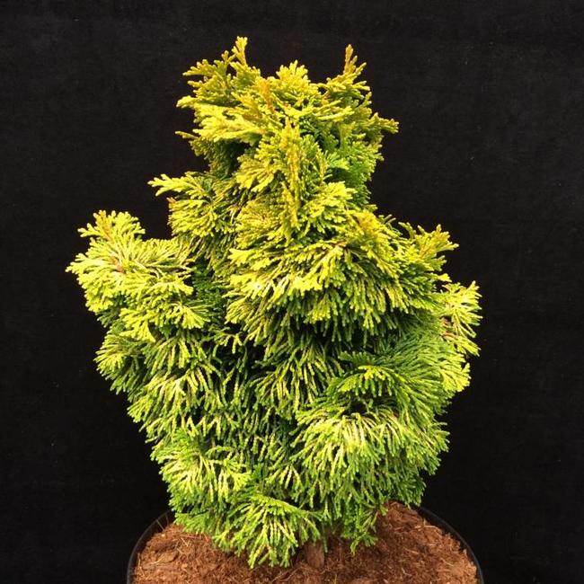 Chamaecyparis obtusa 'Nana Lutea'