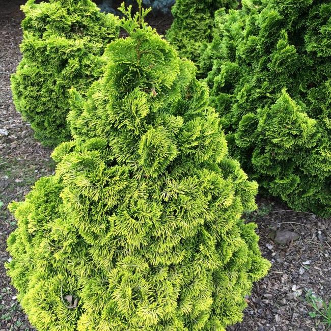 Chamaecyparis obtusa 'Nana Lutea'