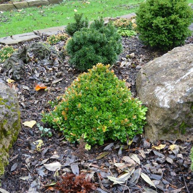 Buxus microphylla 'Morris Midget'