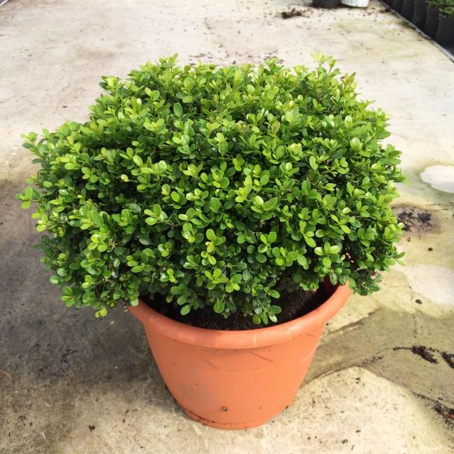 Buxus microphylla 'Morris Midget'