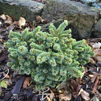 Picea pungens 'Emerald Cushion'