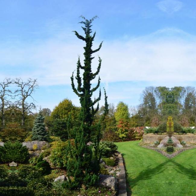 Chamaecyparis lawsoniana 'Wissel's Saguaro'