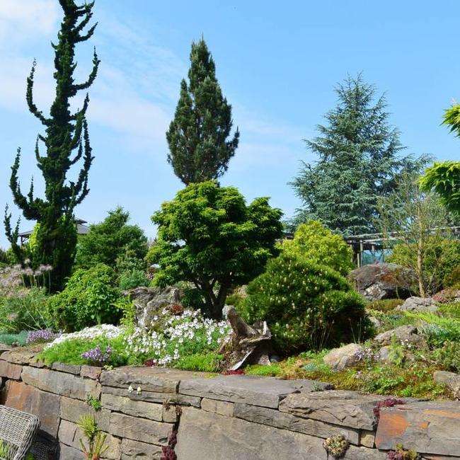 Chamaecyparis lawsoniana 'Wissel's Saguaro'