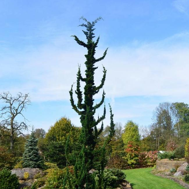 Chamaecyparis lawsoniana 'Wissel's Saguaro'