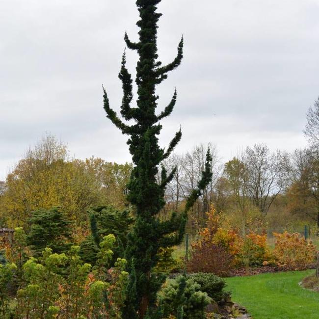 Chamaecyparis lawsoniana 'Wissel's Saguaro'