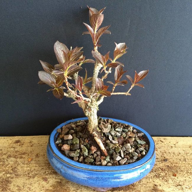 Tuin Bonsai Weigela florida 'Alexandra'