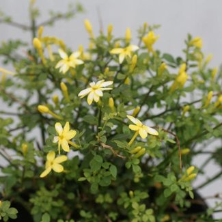 Jasminum parkerii