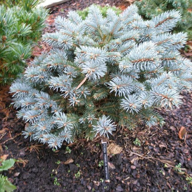 Picea pungens 'Horstmann'