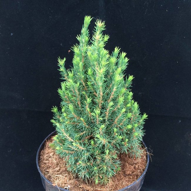 Picea glauca 'Laurin'
