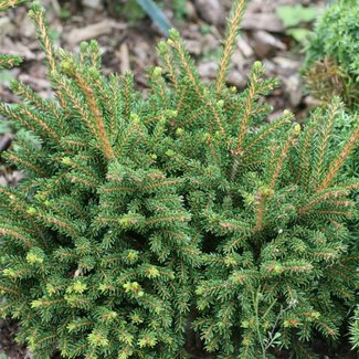 Picea orientalis 'Shadow's Broom'