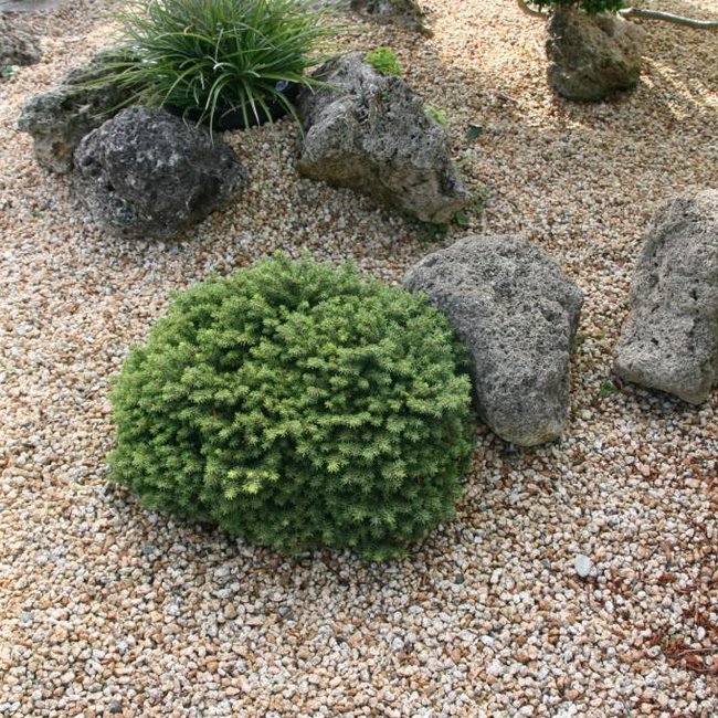Picea abies 'Little Gem'