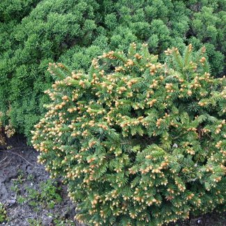 Picea abies 'Kámon'