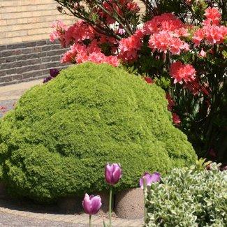 Picea glauca 'Alberta Globe'