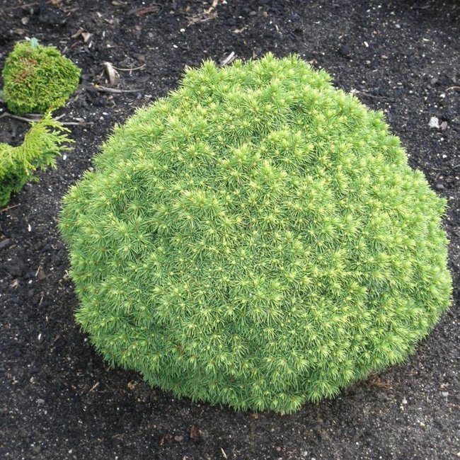 Picea glauca 'Alberta Globe'