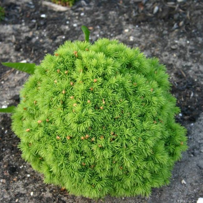 Picea glauca 'Alberta Globe'