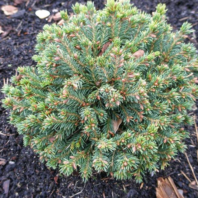 Picea abies 'Pirna'