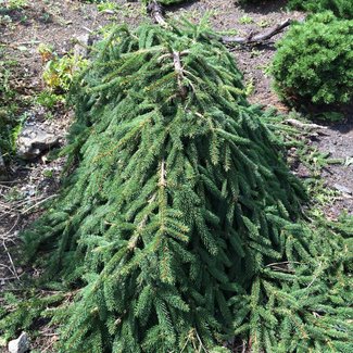 Picea abies 'Loreley'