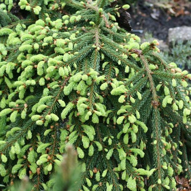 Picea abies 'Loreley'