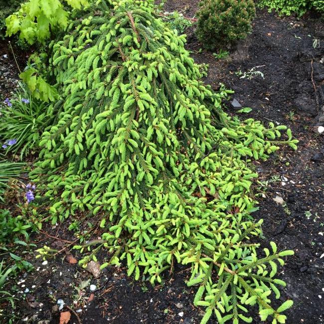 Picea abies 'Loreley'