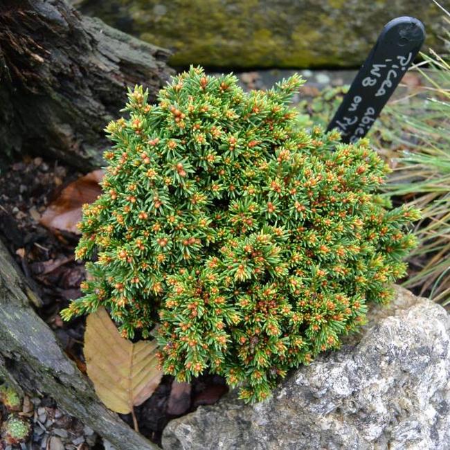 Picea abies 'W.B. on Pygmaea'