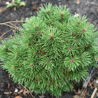 Pinus mugo 'Offenpass'