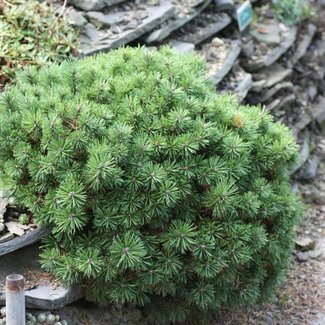 Pinus mugo 'Mini Mops'