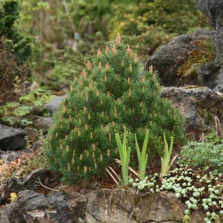 Pinus uncinata 'Rejviz'
