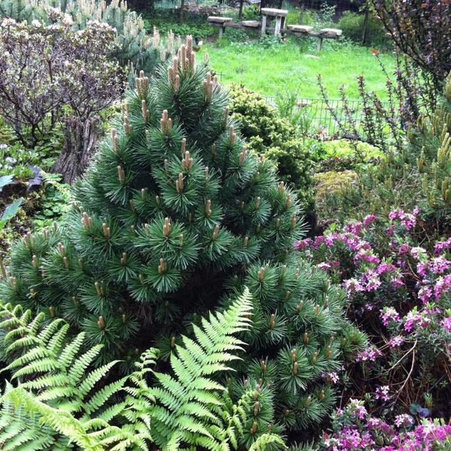 Pinus uncinata 'Rejviz'