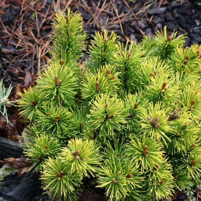 Pinus mugo 'Little Gold Star'