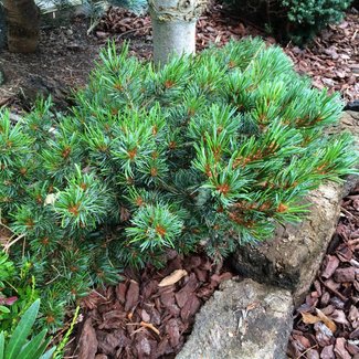 Pinus parviflora 'Ryu-ju'